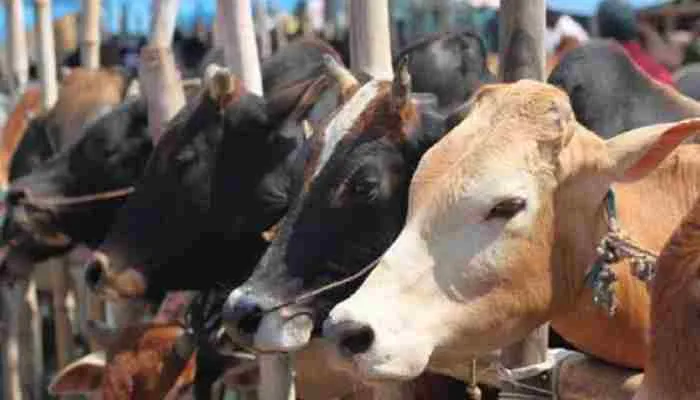 हरदोई: गौआश्रय केंद्र में अव्यवस्थाओं के चलते दर्जनों गोवंशों की मौत