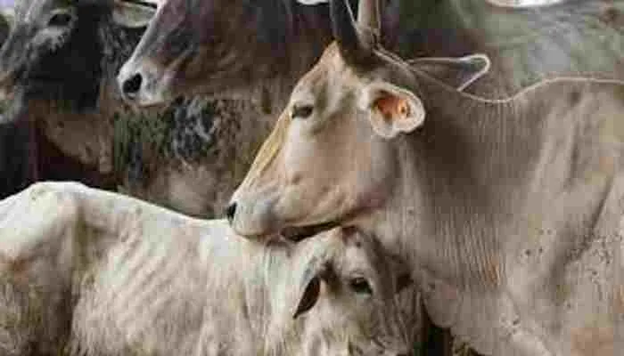 हमीरपुर: कचरा खाने को मजबूर गोवंश, अधिकारियों ने साधी चुप्पी