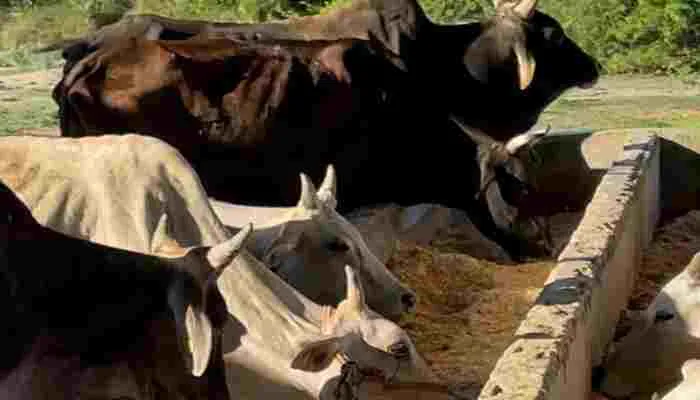 लखनऊ: गौशाला में गोवंशों का बुरा हाल, न खाने को मिल रहा चारा न समुचित इलाज
