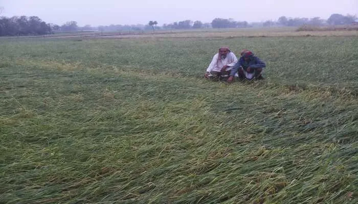 रायबरेली: शहर में बरसा 60 एमएम पानी, खेतों को हुआ फायदा…