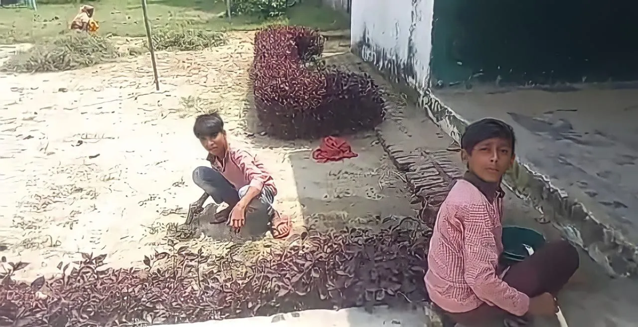 बदायूं: बच्चे पढ़ाई की जगह कर रहे हैं बागवानी, अध्यापक खा रहे हैं उनके हिस्से की रोटी