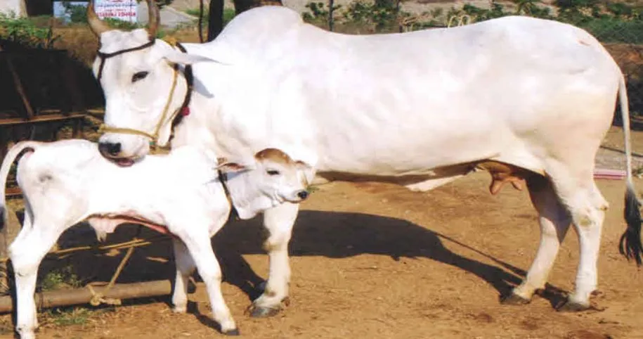 बरेली: गाय को राष्ट्रीय पशु घोषित करने का मुसलमानों ने किया समर्थन