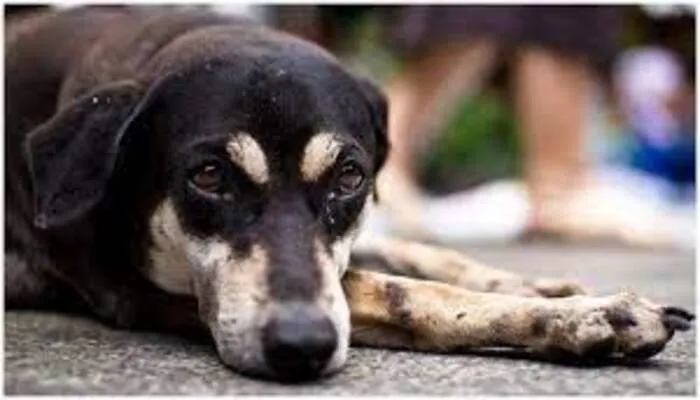 OMG: कुत्ते के साथ आपत्तिजनक हालत में पकड़ा गया नाबालिग, पुलिस ने किया गिरफ्तार