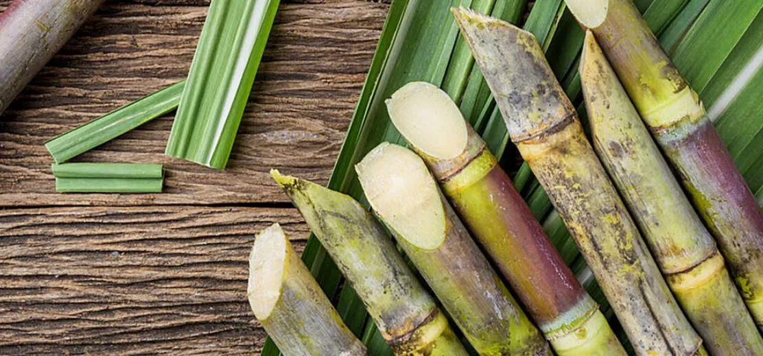 बरेली: अभी तक नहीं बने आदर्श गन्ना क्रय केंद्र