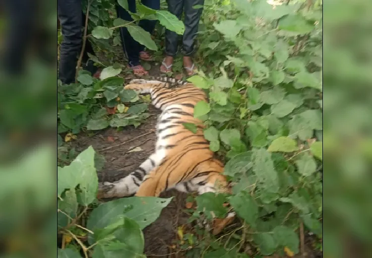 लखीमपुर खीरी: जंगल किनारे मिला बाघ का शव, वन महकमे में हड़कंप