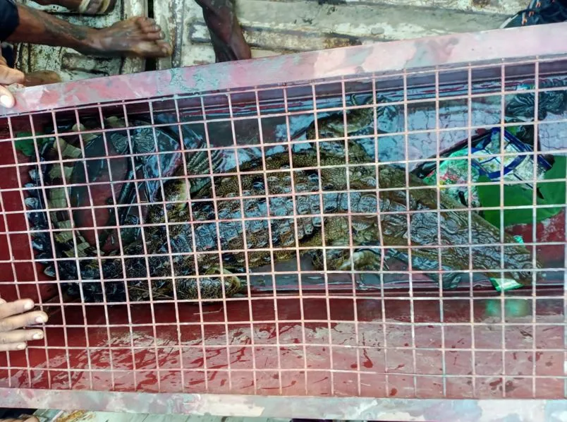 गजरौला: वन विभाग ने पांच घंटे के रेस्क्यू के बाद मगरमच्छ पकड़ा