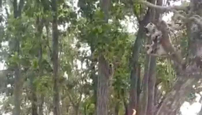 OMG: बारिश के पानी में फंसी बंदरों की टोली, भूख-प्यास से तड़पता देख ग्रामीणों ने की मदद