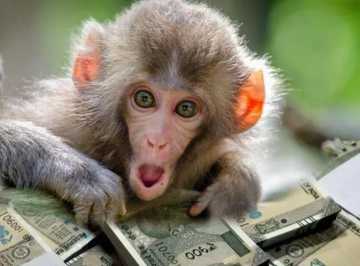 रामपुर: शाहबाद में वकील के चेंबर से नोटों की गड्डी ले गया बंदर