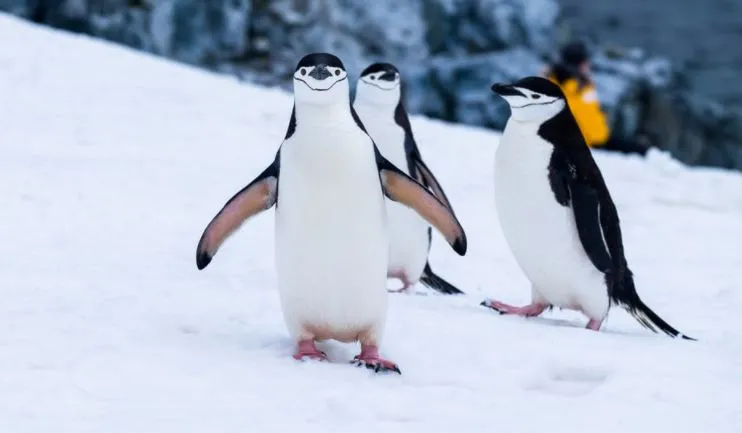 Penguin Issue: आदित्य ठाकरे को पेंग्विन देखभाल पड़ रही भारी, अपनों ने ही घेरा