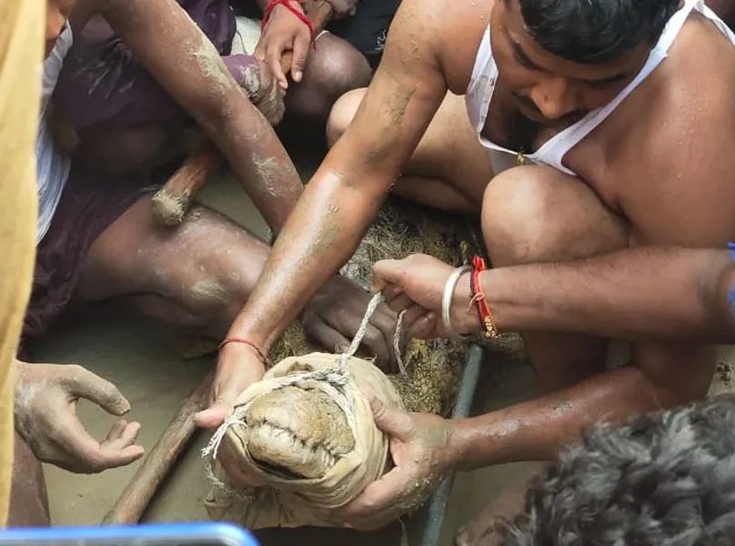 रामपुर: कोसी नदी में आया मगरमच्छ, मथुरापुर के पास ग्रामीणों ने पकड़ा