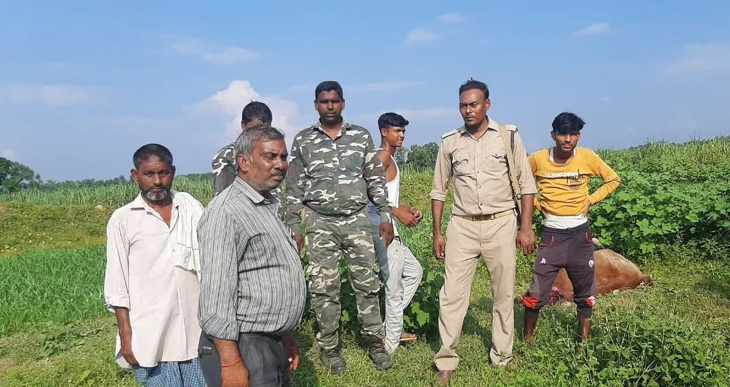 लखीमपुर खीरी: घोड़े को बाघ ने बनाया निवाला, ग्रामीण दहशत में