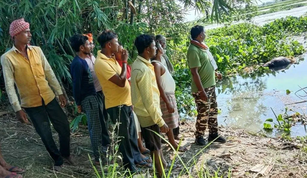 लखीमपुर खीरी: नाले के पास चर रही भैंस को खींच ले गया मगरमच्छ