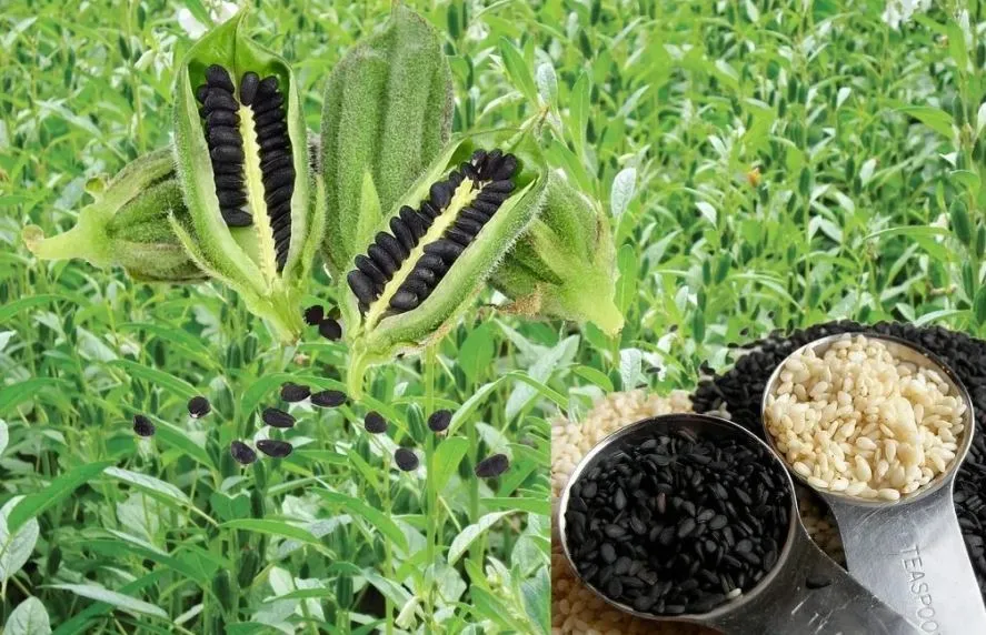 बरेली: कम लगात में तिल की खेती से अच्छा मुनाफा कमा रहे किसान