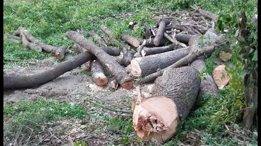 हल्द्वानी: अवैध कटान प्रकरण में फॉरेस्ट गार्ड से होगी 3.64 लाख रुपए की वसूली