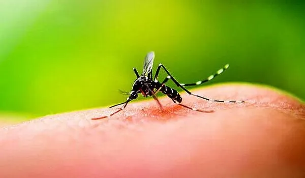 मुरादाबाद: जिले में लगातार बढ़ रहा डेंगू का कहर, तीन और नए मरीज मिले