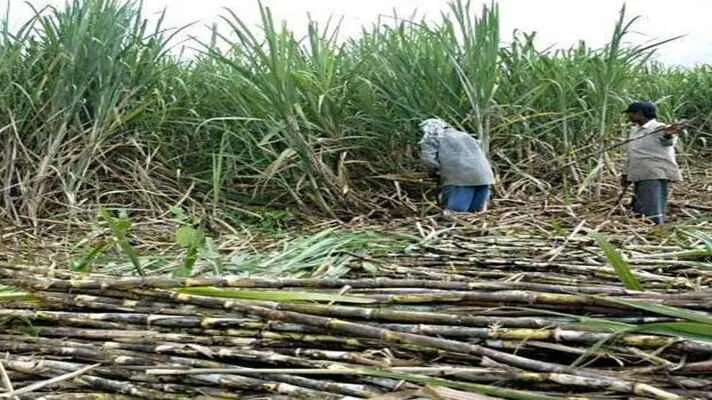 बरेली: गन्ना मूल्य को लेकर किसानों को लगा झटका, उम्मीद 100 रुपये की बढे से सिर्फ 25