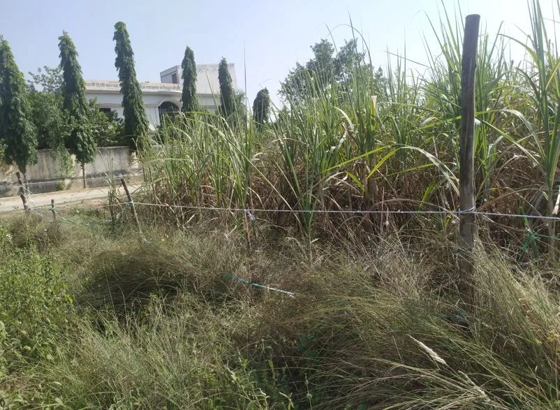 बरेली: गन्ने के खेत में बेहोश मिली युवती, दुष्कर्म का आरोप
