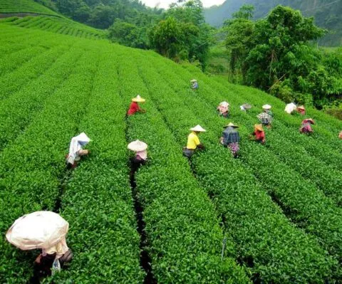 भवाली: आपदा से चाय बागानों को बड़ा नुकसान, सिंचाई पाइपलाइन भी ध्वस्त