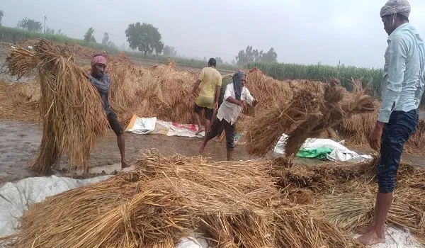 संभल : खेत में कटी पड़ी धान की फसल बारिश में डूबी, उड़द व गन्ने की फसल को नुक़सान
