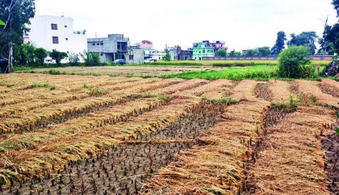 हल्द्वानी: जिले में 35 हजार मीट्रिक टन धान की फसल खतरे में