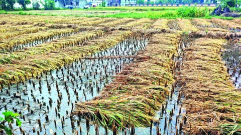 हल्द्वानी: बारिश में बह गई 3.57 करोड़ की फसल