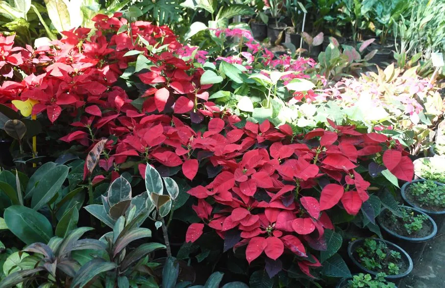 बरेली: पौधों के साथ मनाएं इको फ्रेंडली दिवाली, ऑक्सीजन के साथ सजावट भी