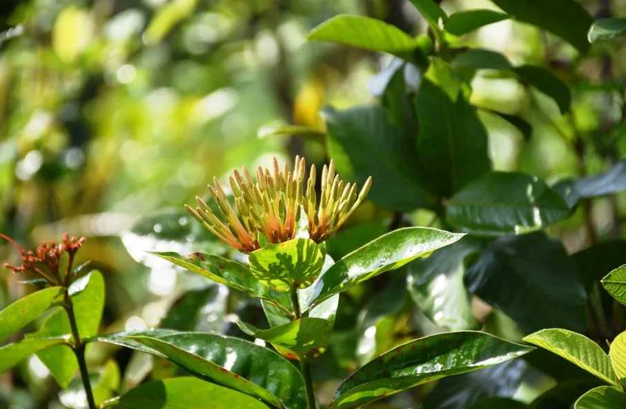 दिवाली पर घर लाएं लक्ष्मी कमल और मनी प्लांट, लाएगा सुख समृद्धि