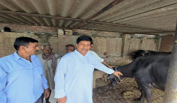 रामपुर: चार गाय और छह भैंसों समेत 10 पशुओं की गलत वैक्सीन लगने से मौत