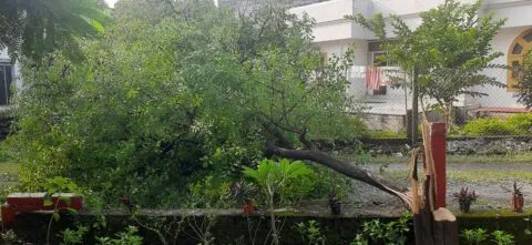 हल्द्वानी: जिला पंचायत अध्यक्ष के रोपे चंदन के पेड़ों पर चली आरी