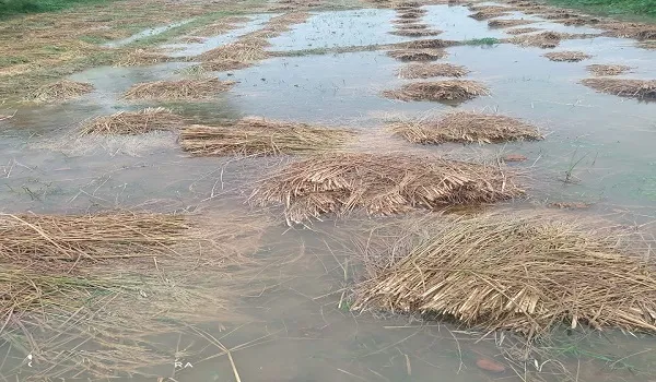 मुरादाबाद : झमाझम बारिश से बदला मौसम का मिजाज, धान की फसल को भारी नुकसान