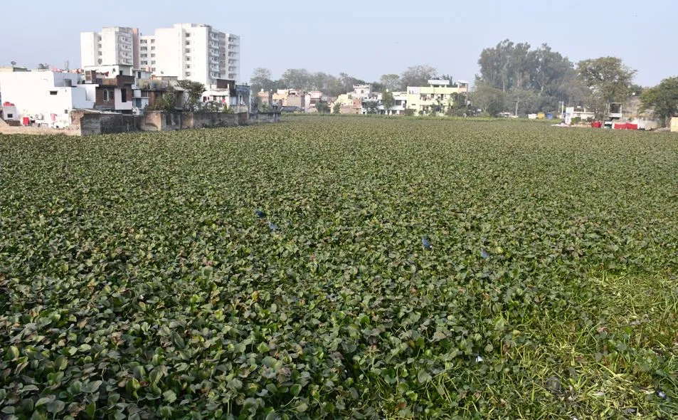 बरेली: सौंदर्यीकरण तो दूर अब तक तालाब की सफाई नहीं हुई
