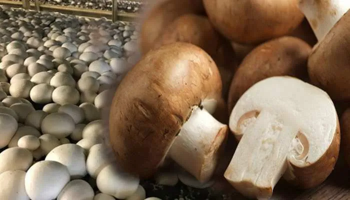 बाराबंकी के किसानों को रास आने लगी है मशरूम की खेती