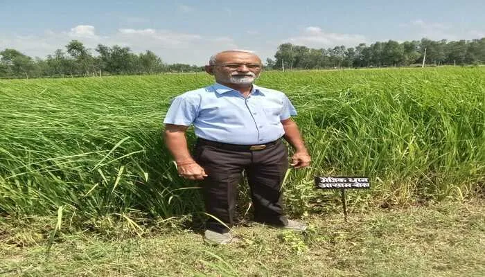रायबरेली: ऊंचाहार में जादुई चावल का उत्पादन, पानी में डालते ही पक जाएगा