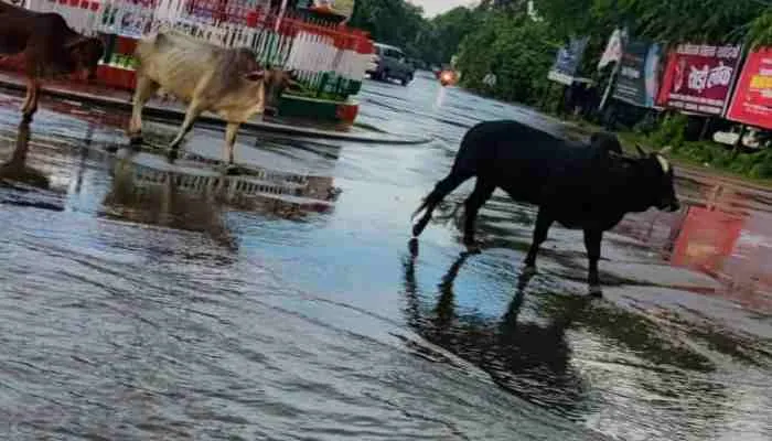 अयोध्या: तेज बारिश से जगह-जगह हुआ जलभराव, हनुमानगढ़ी में टला बड़ा हादसा