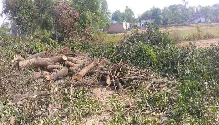 बाराबंकी: गलत परमिट दिखाकर काटे जा रहे हैं हरे पेड़, जानें क्या कहते हैं जिम्मेदार?