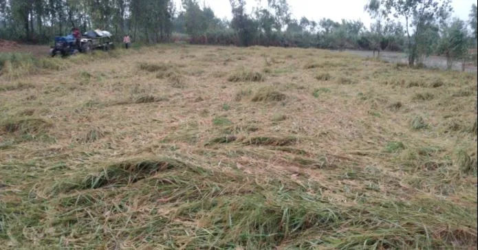 बरेली: किसान दिखे मायूस, झमाझम बारिश से खेतों में बिछ गई धान