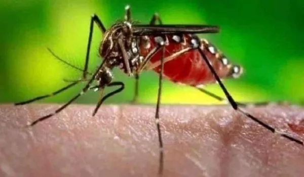 मुरादाबाद : डेंगू का कहर जारी, 14 और मरीज मिले