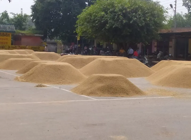पीलीभीत: धान क्रय केंद्रों की संख्या में इजाफा, 9 क्रय केंद्र बढ़े