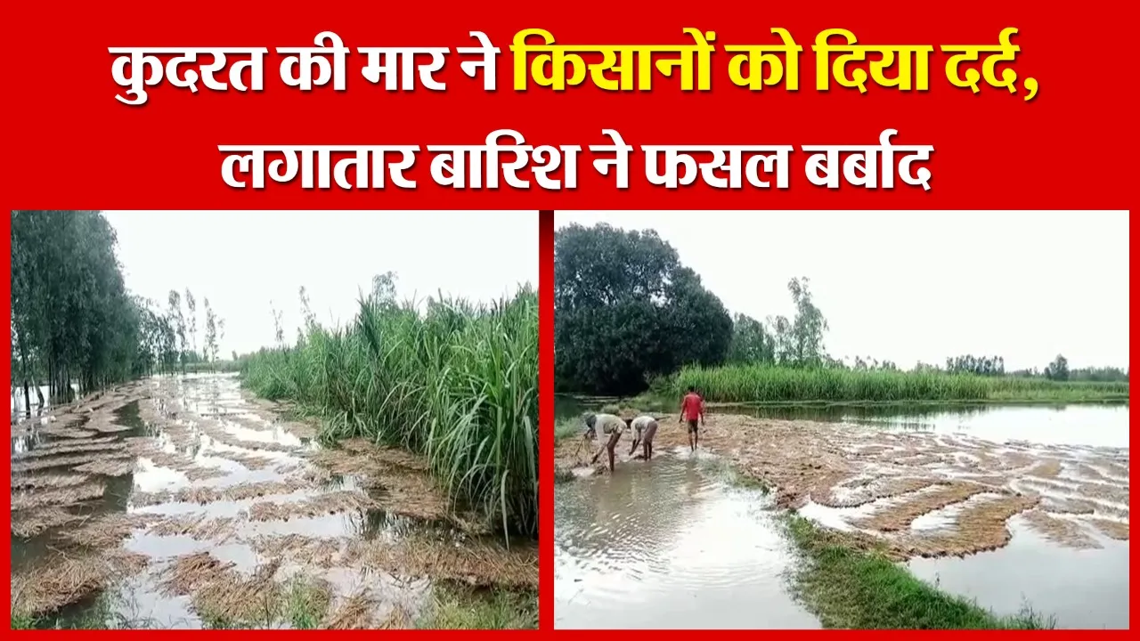 बरेली: कुदरत की मार ने किसानों को दिया दर्द, लगातार बारिश ने फसल बर्बाद