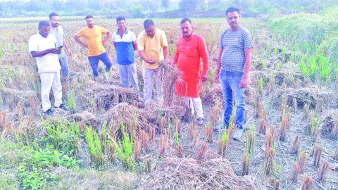 हल्द्वानी: खेड़ा गांव में नष्ट फसल का जायजा लेने पहुंचे पटवारी