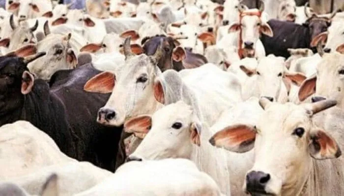 लखनऊ: गौशाला में भूख से तड़प कर मर रहे बेजुबान जानवर