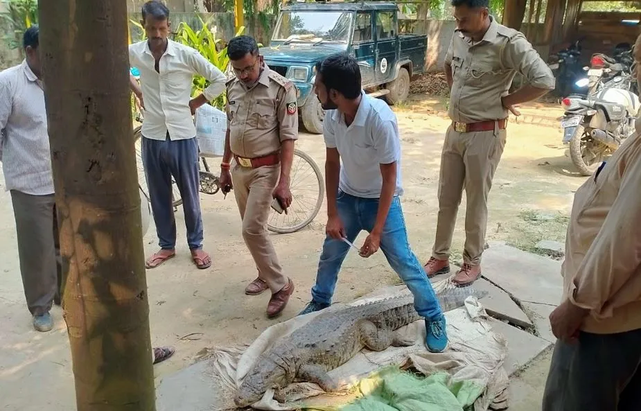 पीलीभीत: ग्रामीणों ने लाठी डंडों से पीटकर मार डाला मगरमच्छ