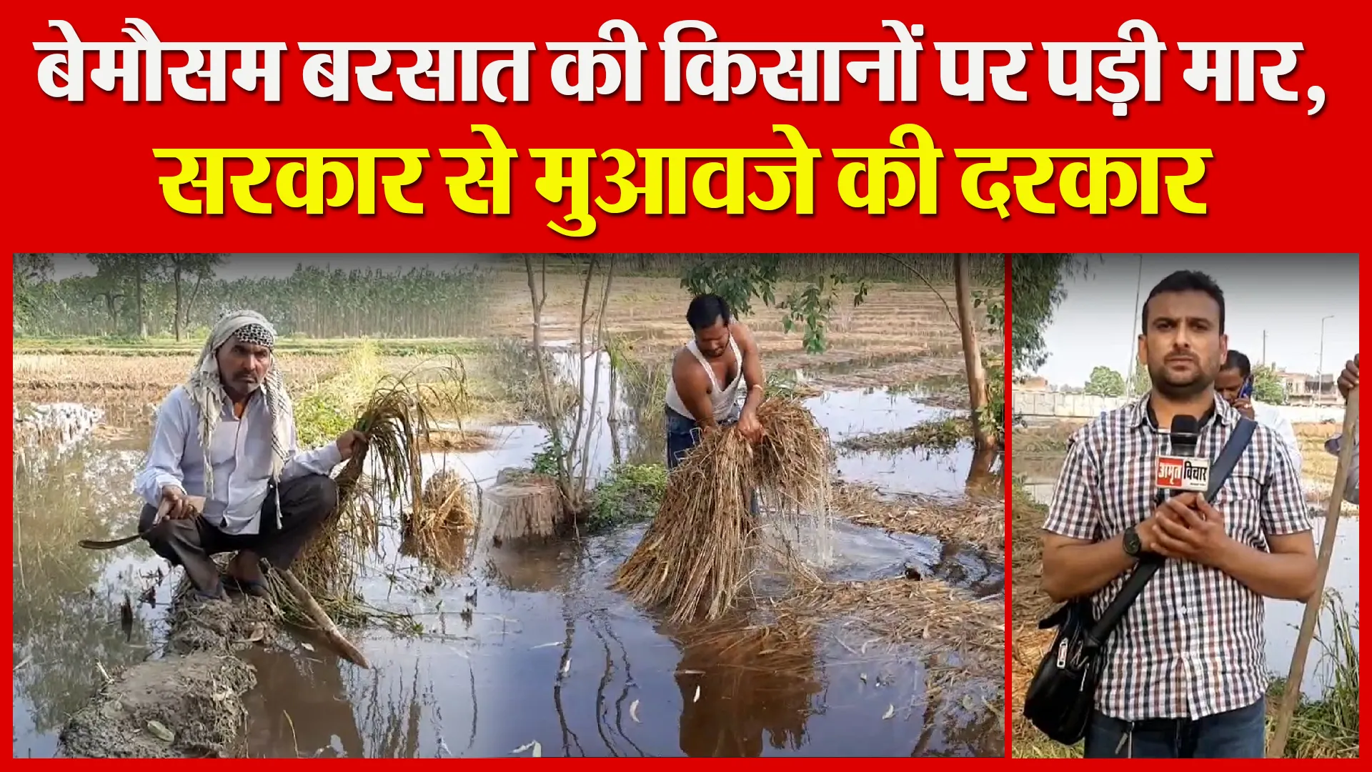 मुरादाबाद: बेमौसम बरसात की किसानों पर पड़ी मार, सरकार से मुआवजे की दरकार