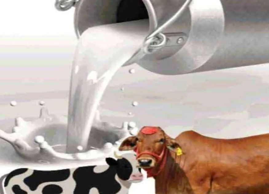 बरेली: गाय और भैंस पालन पर मिलेगा 1.60 लाख का ऋण