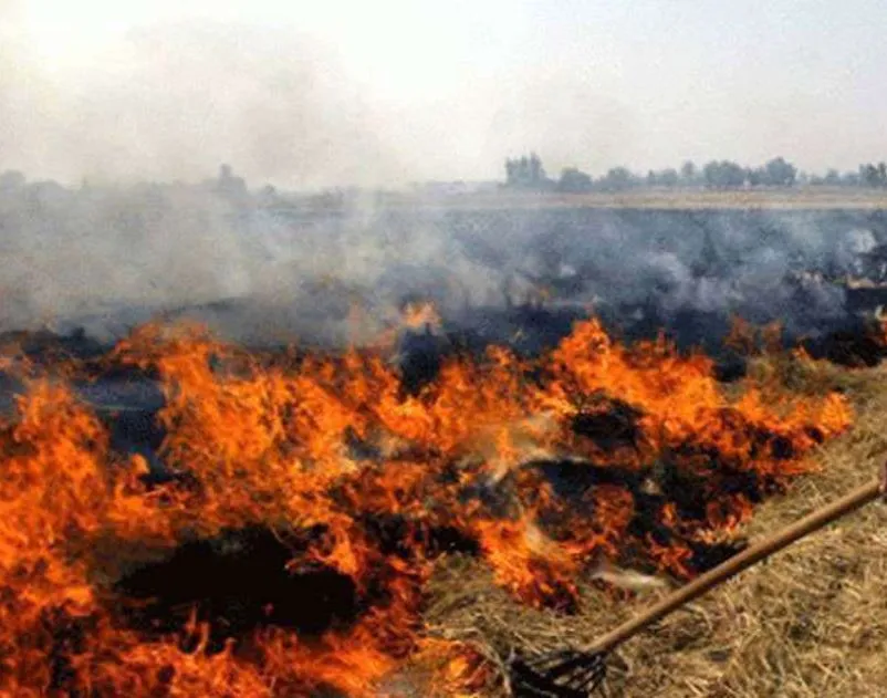 पीलीभीत: अब सूरजपुर के खेतों में जली पराली, जिम्मेदार अनजान