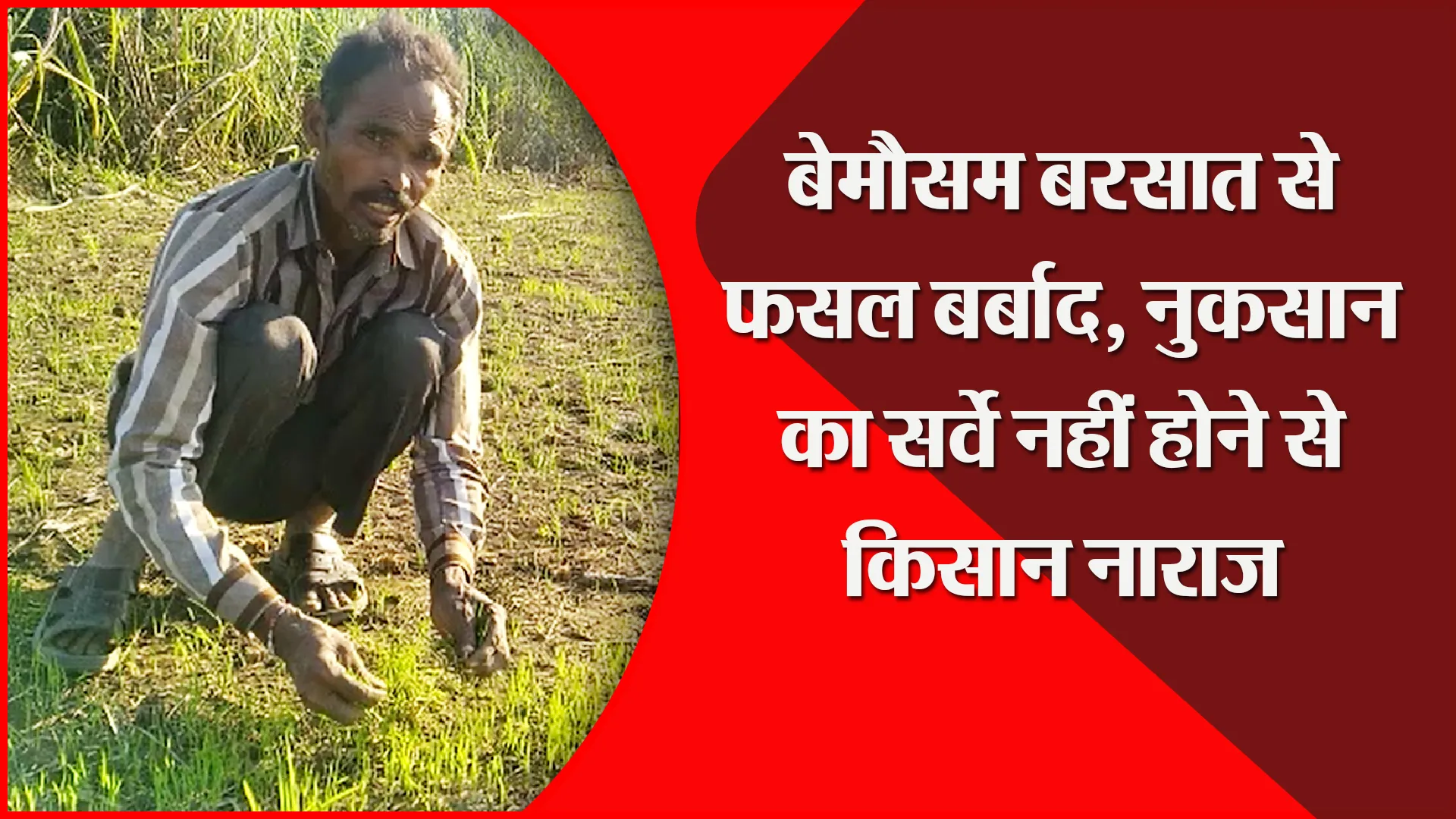 संभल: बेमौसम बरसात से फसल बर्बाद, नुकसान का सर्वे नहीं होने से किसान नाराज