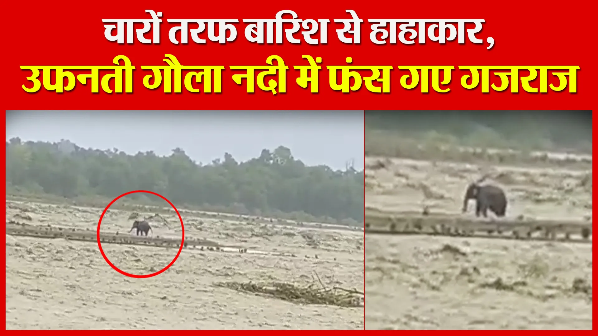 हल्द्वानी: चारों तरफ बारिश से हाहाकार, उफनती गौला नदी में फंस गए गजराज