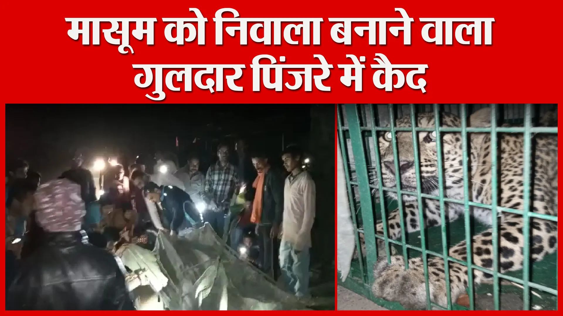 नैनीताल: मासूम को निवाला बनाने वाला गुलदार पिंजरे में कैद