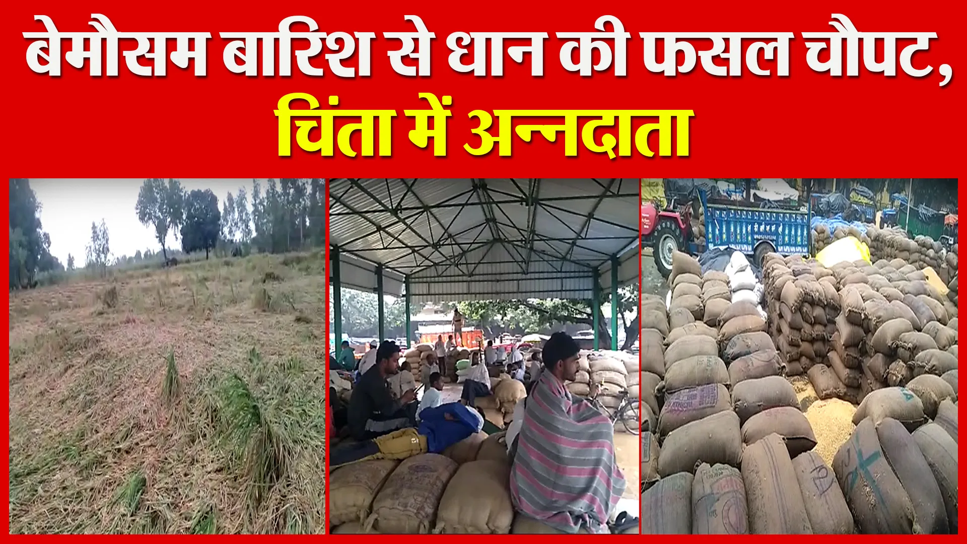संभल: बेमौसम बारिश से धान की फसल चौपट, चिंता में अन्नदाता