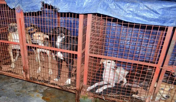 मुरादाबाद : बेसहारा कुत्तों का सहारा बना चंद्रप्रभा का ‘आशियाना’